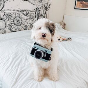Male/ Name: ( Trooper ) Mini Sheepadoodle
