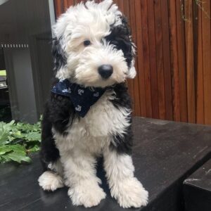Male/ Name: ( Brownie ) Standard Sheepadoodle