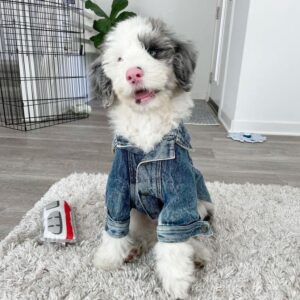 Female/ Name: ( Stella ) Mini Sheepadoodle