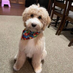 Female/ Name: ( Loyce ) Standard Sheepadoodle