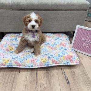 Female/ Name: ( Daisy ) Mini Sheepadoodle