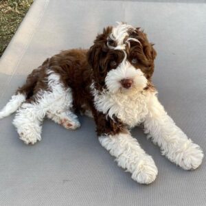 Male/ Name: ( Jasper ) Standards Benerdoodle