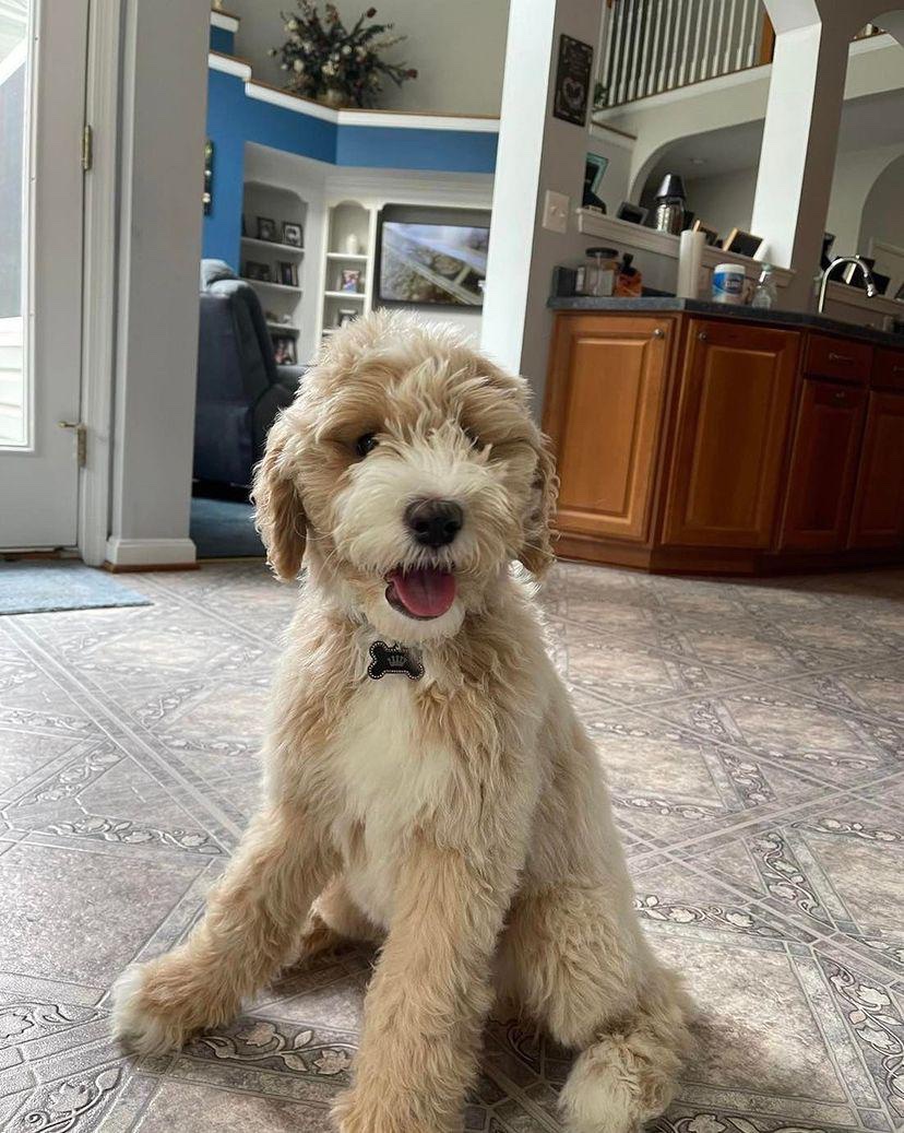Female/ Name: ( Loyce ) Standard Sheepadoodle - Image 3