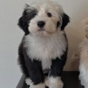 Female/ Name: ( Zinnia ) Standard Sheepadoodle
