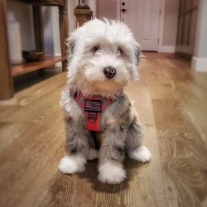 Female/ Name: ( Lucy ) Mini Sheepadoodle