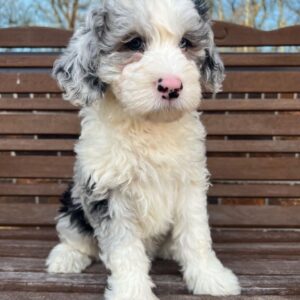 Male/ Name: ( Riley ) Mini Sheepadoodle