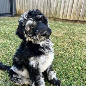 Female/ Name: ( Mayer ) Standard Sheepadoodle