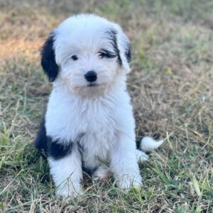 Female/ Name: ( Millie ) Standard Sheepadoodle