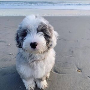 Female/ Name: ( Marvelous ) Standard Sheepadoodle
