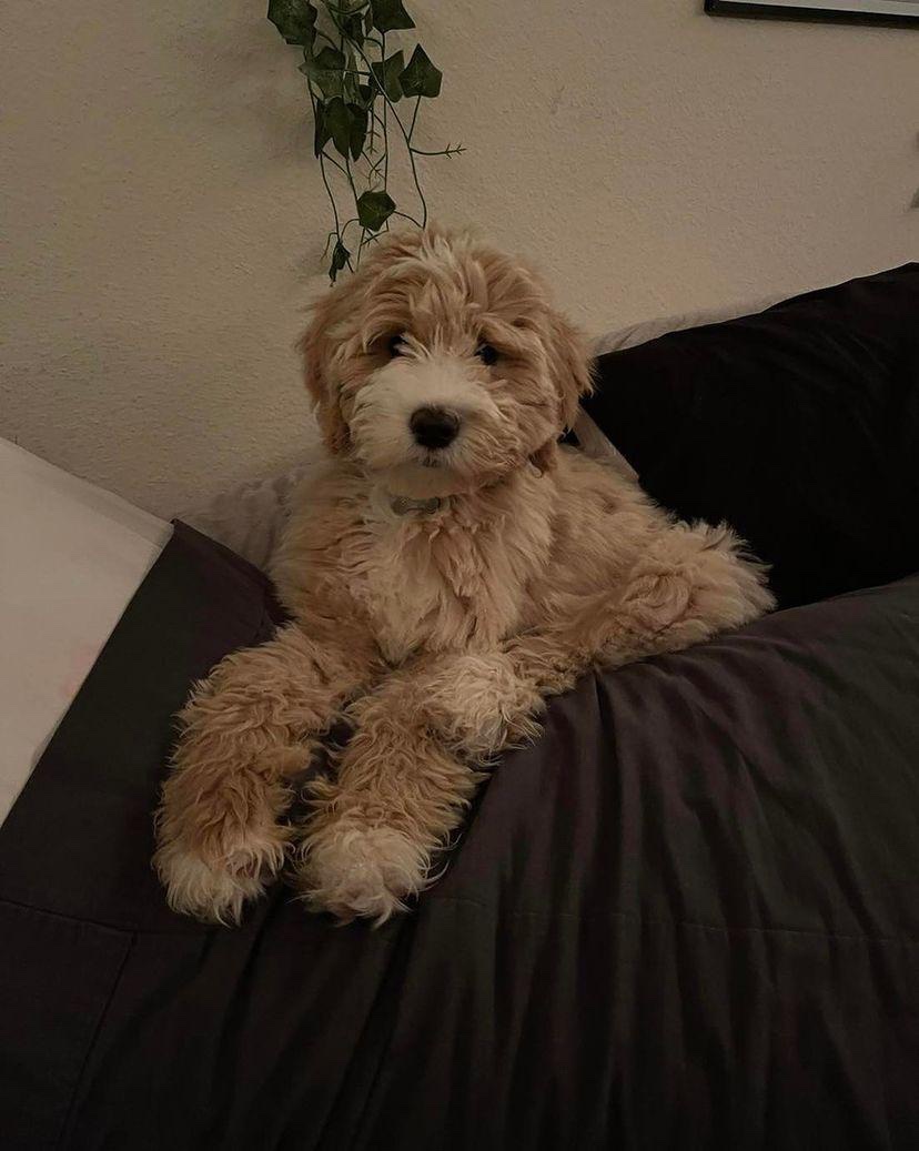 Female/ Name: ( Loyce ) Standard Sheepadoodle - Image 7