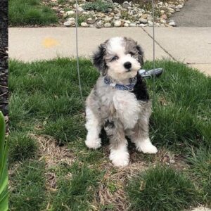 Male/ Name: ( Barkley ) Mini Sheepadoodle