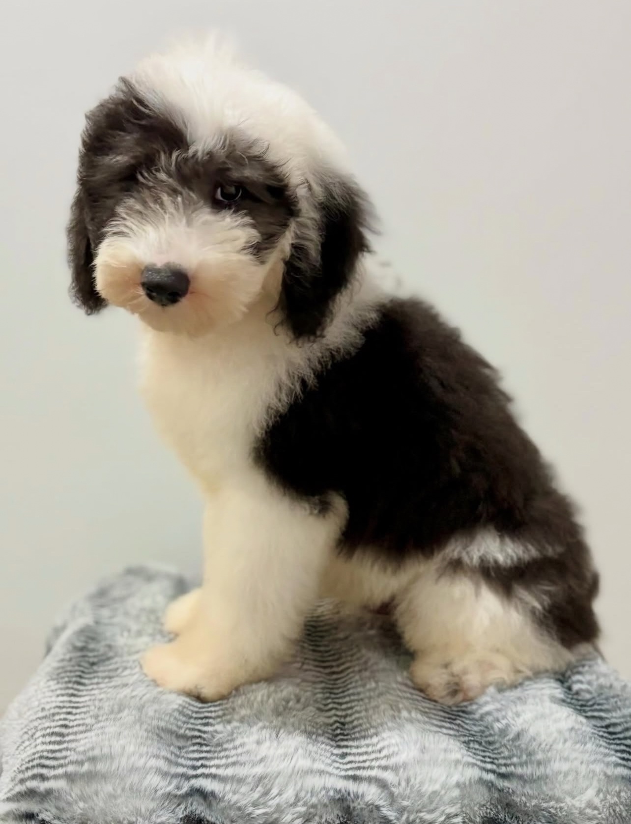 Male/ Name: ( North ) Standard Sheepadoodle - Image 2