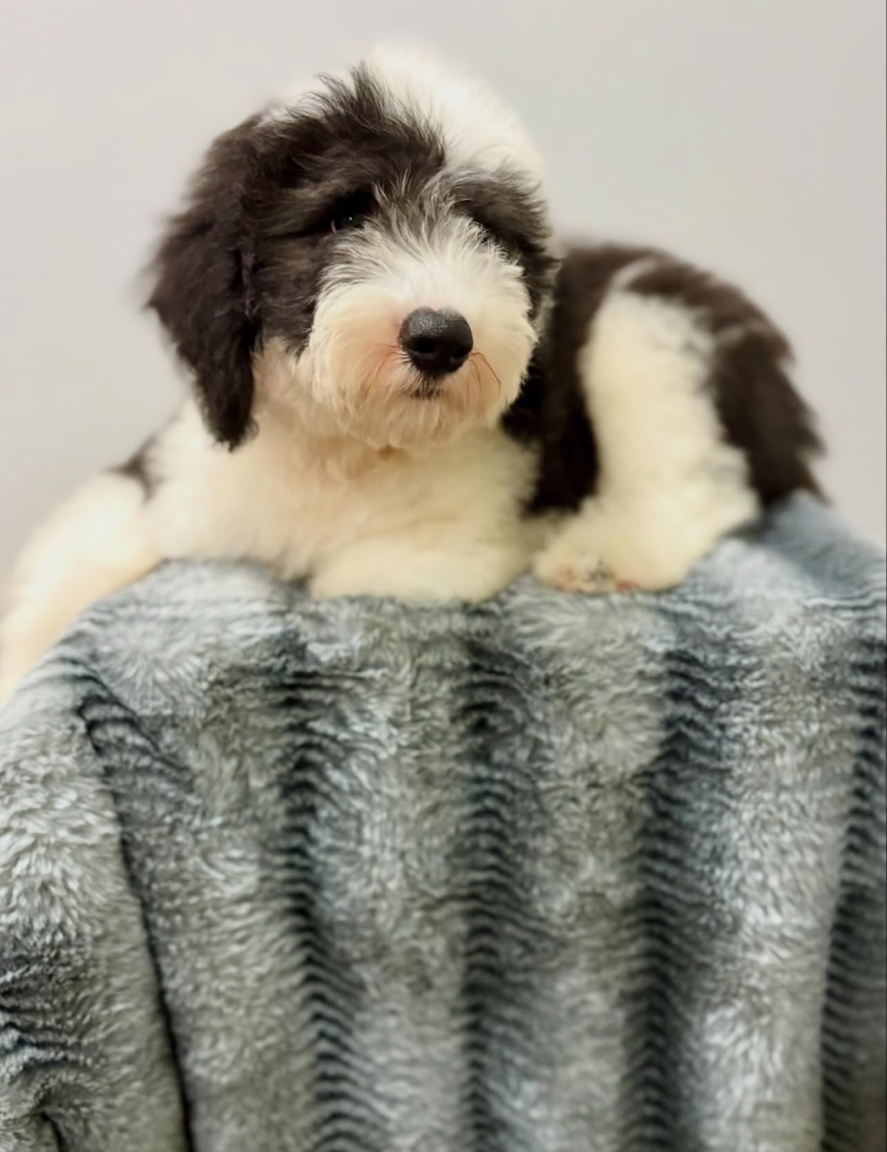 Male/ Name: ( North ) Standard Sheepadoodle - Image 3