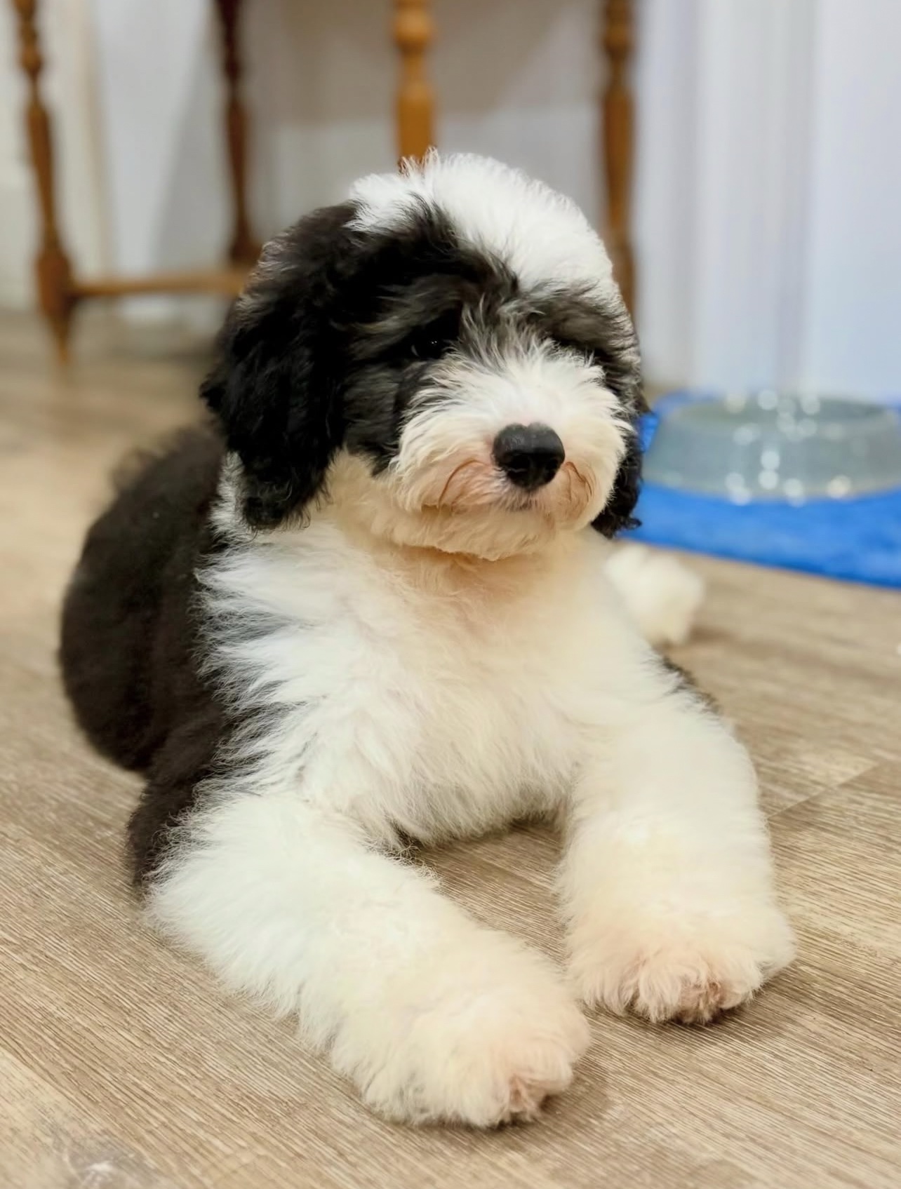 Male/ Name: ( North ) Standard Sheepadoodle - Image 4
