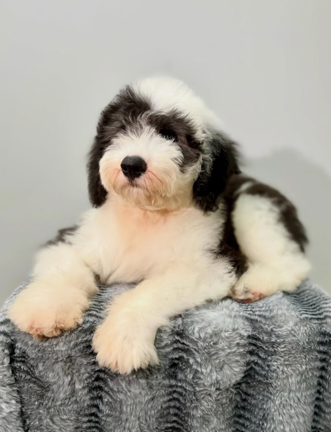 Male/ Name: ( North ) Standard Sheepadoodle - Image 5