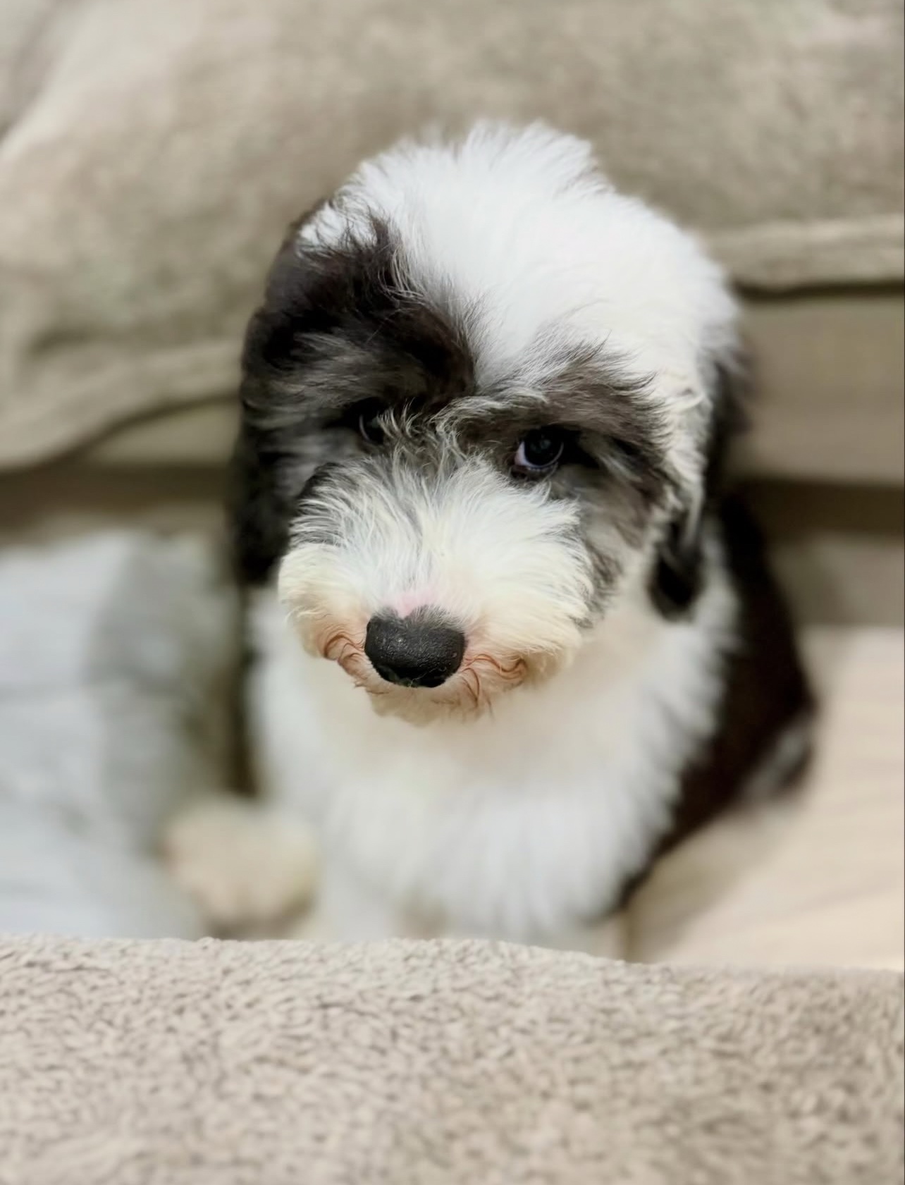 Male/ Name: ( North ) Standard Sheepadoodle - Image 6