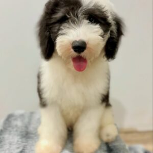 Male/ Name: ( North ) Standard Sheepadoodle
