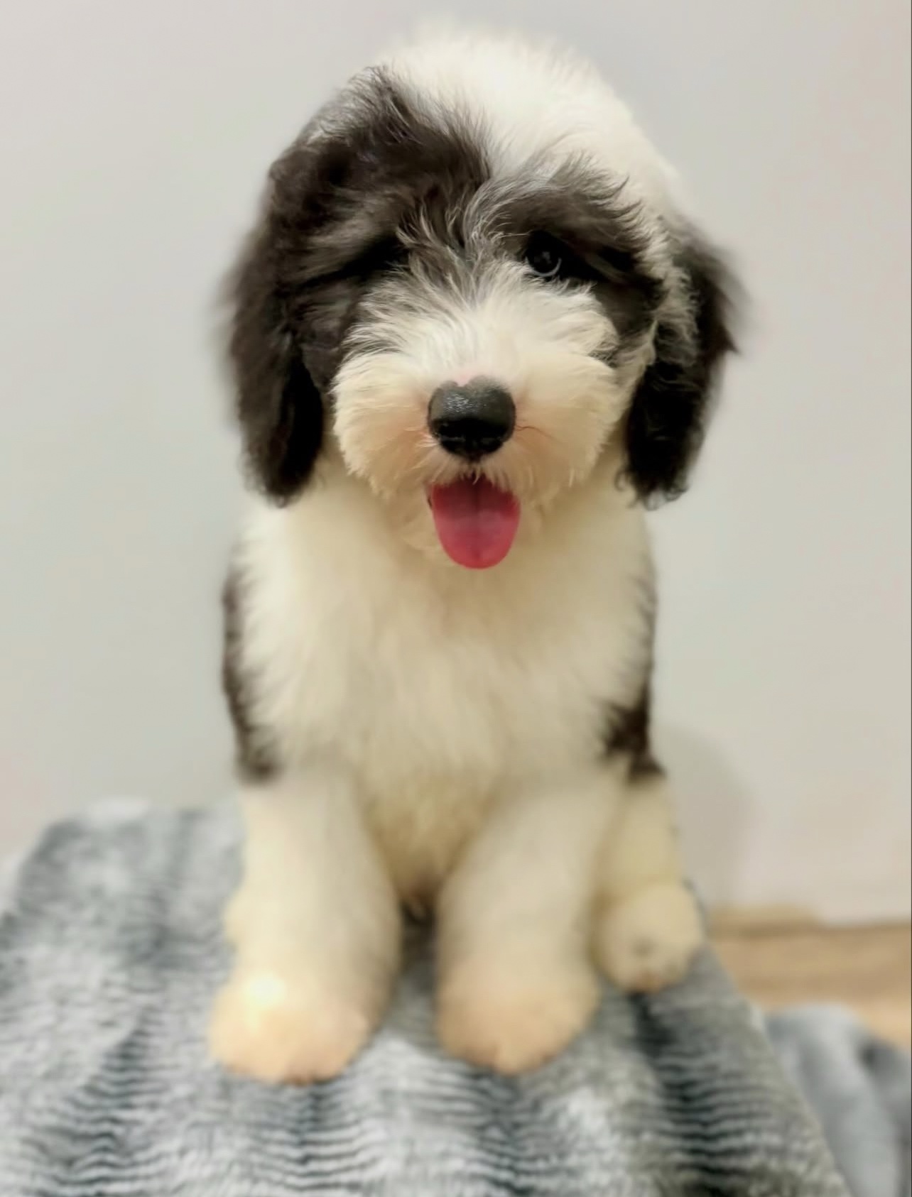 Male/ Name: ( North ) Standard Sheepadoodle
