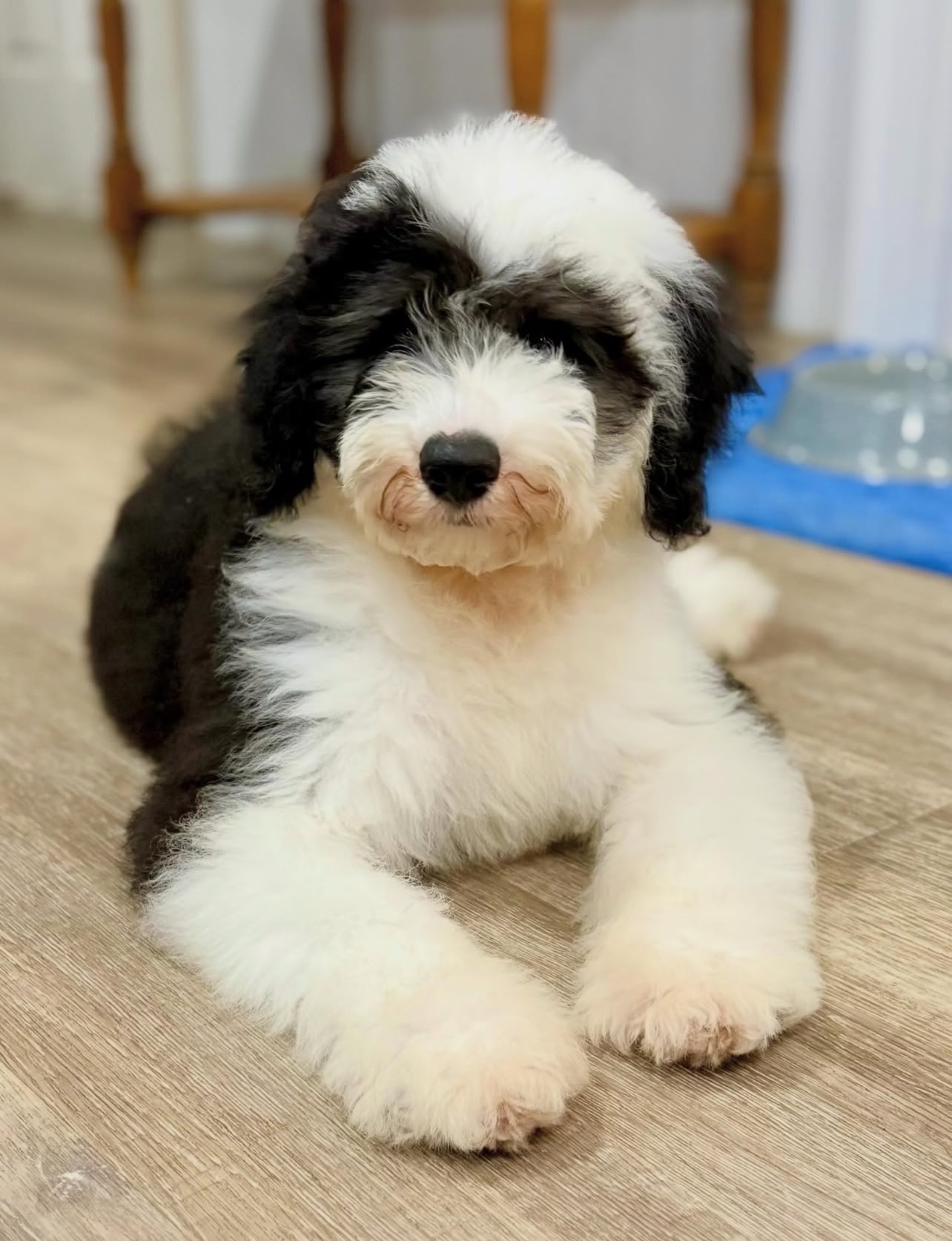 Male/ Name: ( North ) Standard Sheepadoodle - Image 7