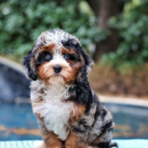 Female/ Name: ( Ann ) Mini Bernedoodle