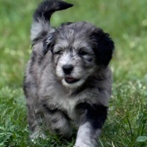 Female/ Name: ( Zion ) Standard Sheepadoodle