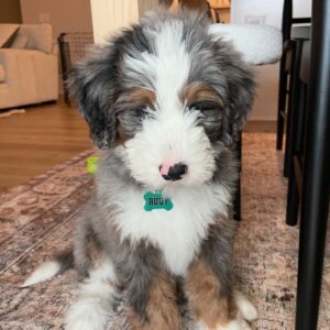 Male/ Name: ( Rudy ) Standard Bernedoodle