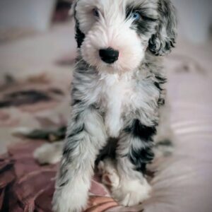 Female/ Name: ( Delta ) Mini Sheepadoodle
