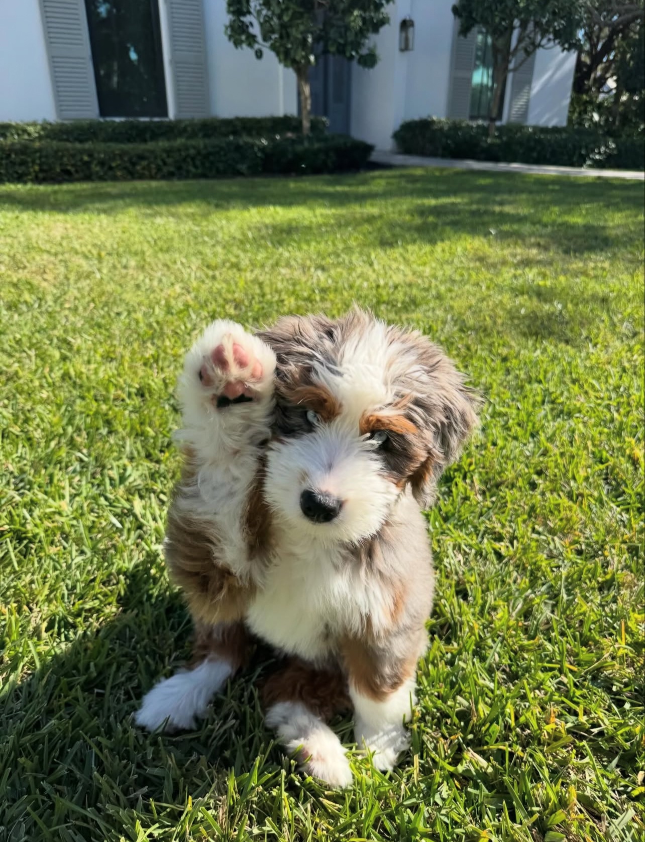 Female/ Name: ( Stormy ) Mini Bernedoodle - Image 5