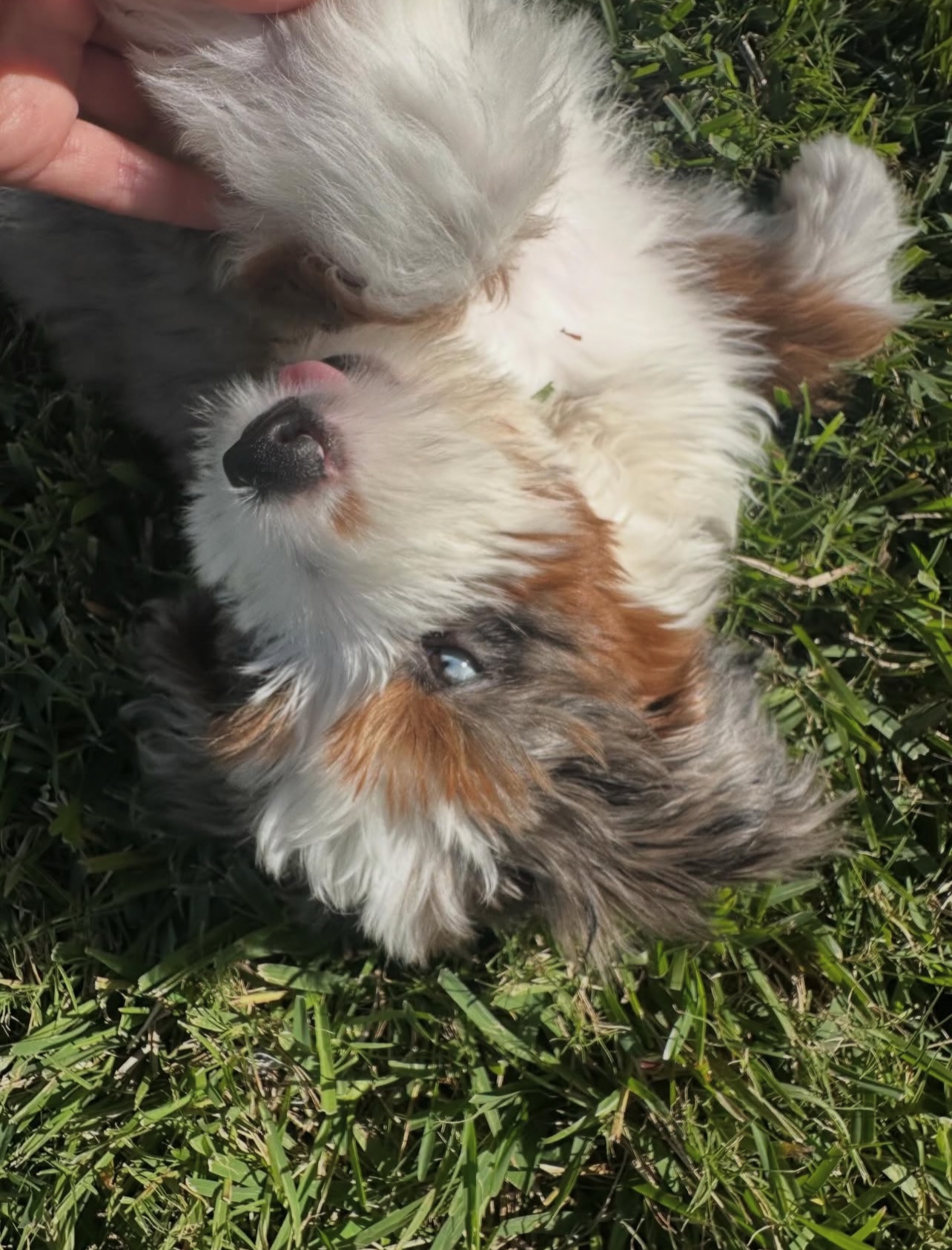 Female/ Name: ( Stormy ) Mini Bernedoodle - Image 4