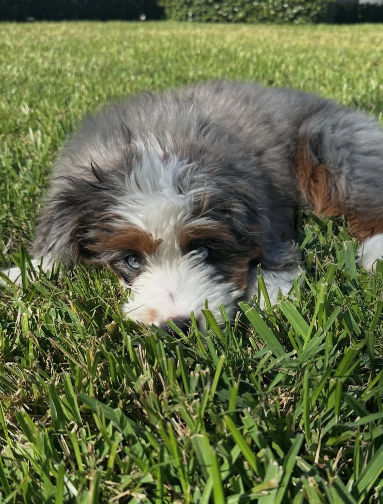 Female/ Name: ( Stormy ) Mini Bernedoodle - Image 2
