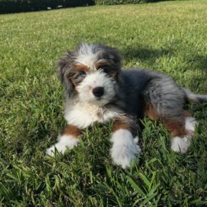 Female/ Name: ( Stormy ) Mini Bernedoodle