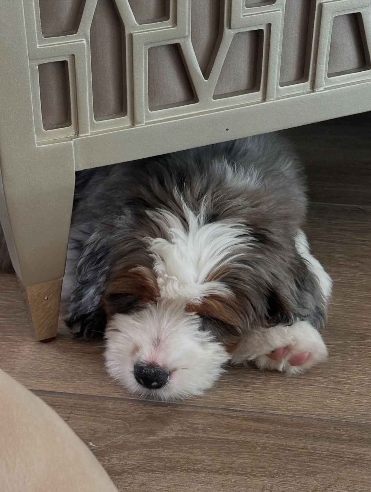 Female/ Name: ( Stormy ) Mini Bernedoodle - Image 6