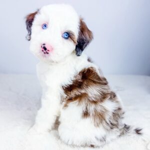Male/ Name: ( Sky ) Mini Sheepadoodle