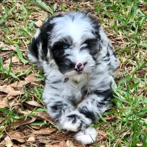 Female/ Name: ( Bella ) Mini Sheepadoodle