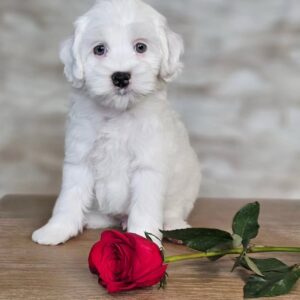 Male/ Name: ( Rudolph ) Mini Sheepadoodle