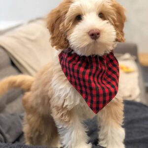 Male/ Name: ( Sawyer ) Mini Bernedoodle