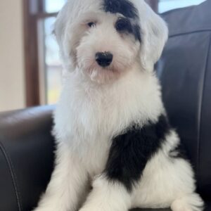 Male/ Name: ( Koda ) Standard Sheepadoodle