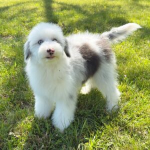 Female/ Name: ( Whisper ) Mini Sheepadoodle