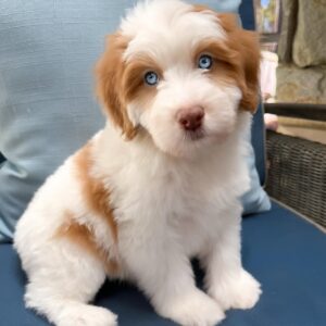 Female/ Name: ( Sugar ) Mini Sheepadoodle