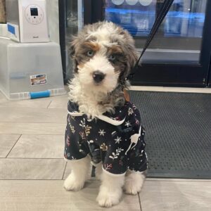 Female/ Name: ( Saison ) Mini Bernedoodle