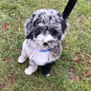 Female/ Name: ( Freya ) Mini Sheepadoodle