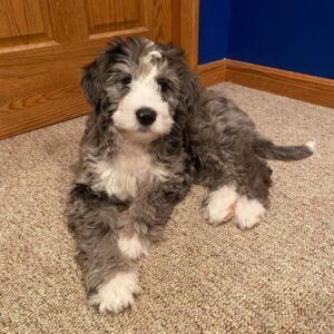 Male/ Name: ( Lime ) Standard Bernedoodle