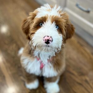 Female/ Name: ( Makenzie ) Standard Bernedoodle