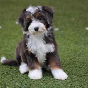 Female/ Name: ( Hailey Ann ) Mini Bernedoodle