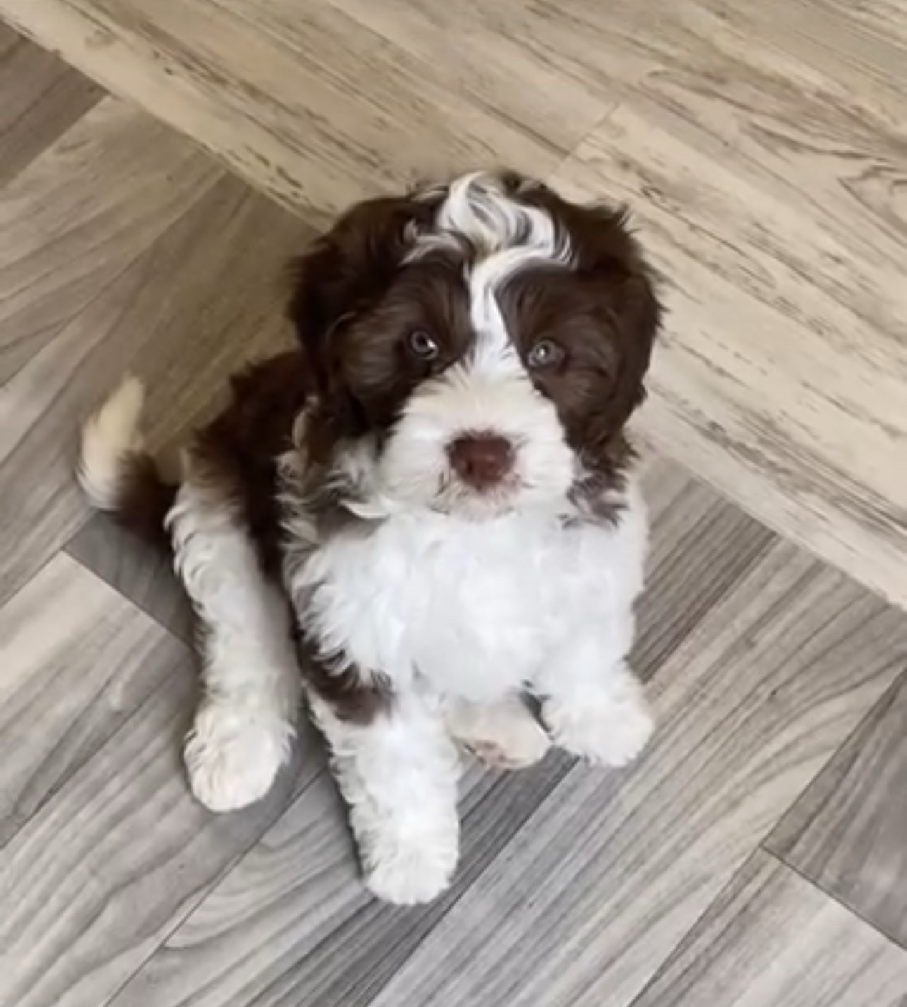Female / Name: ( Peris ) Medium Sheepadoodle - Image 7