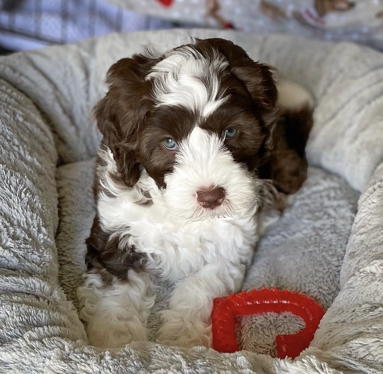 Female / Name: ( Peris ) Medium Sheepadoodle - Image 5