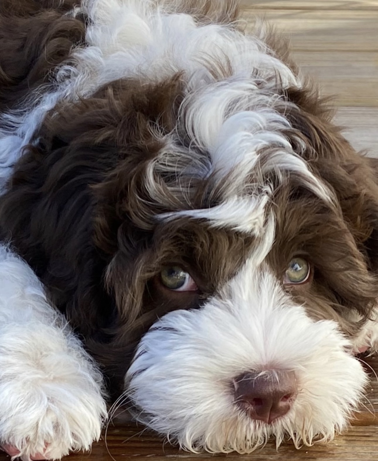 Female / Name: ( Peris ) Medium Sheepadoodle - Image 4