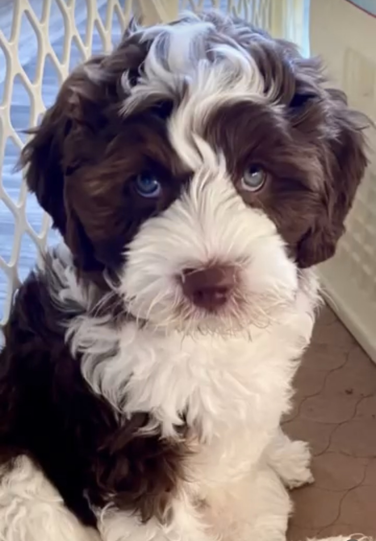 Female / Name: ( Peris ) Medium Sheepadoodle - Image 8