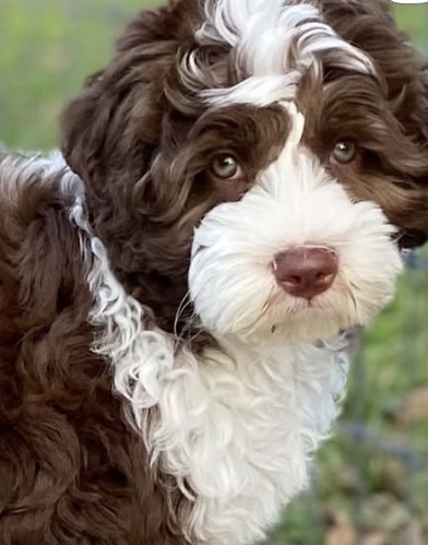 Female / Name: ( Peris ) Medium Sheepadoodle - Image 9