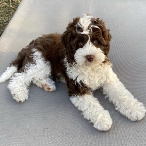 Female / Name: ( Peris ) Medium Sheepadoodle